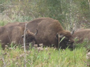 Bisontyren 19.9.2015 Vorup Enge